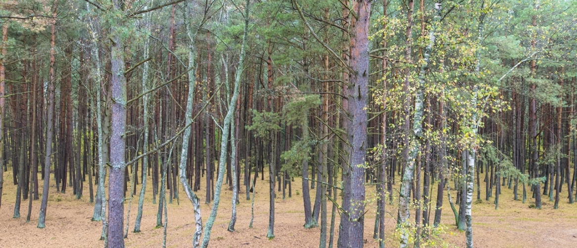 4aabe75aa4a01f8fc4430c3dd2a66442_f816370e70844aa270e5fd0e1f16174b_1166x502